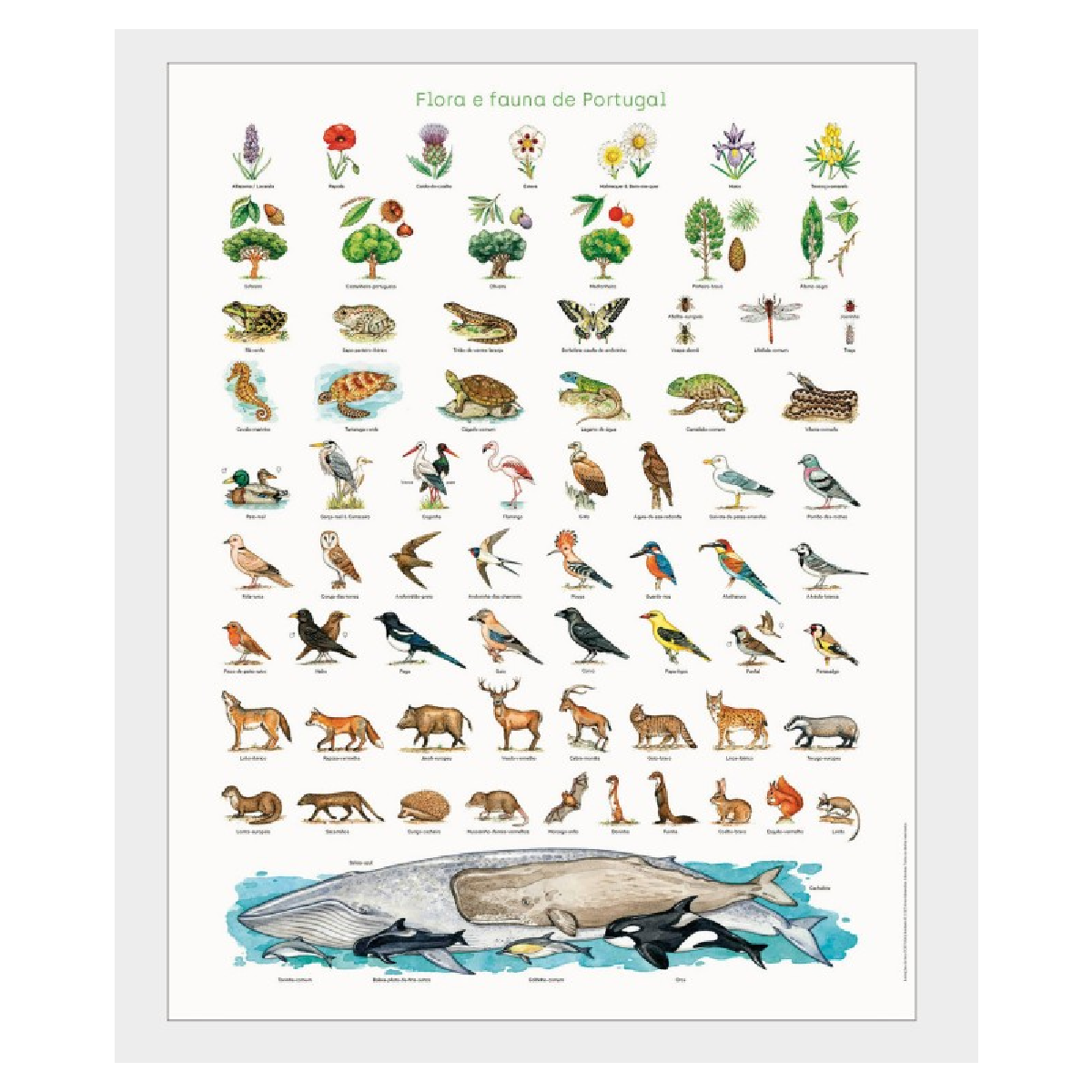 Cartaz Flora e Fauna de Portugal